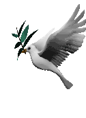 duif-altijd.gif